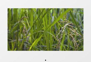 绿色大米爆料方法视频教程,轻松掌握视频爆料技巧